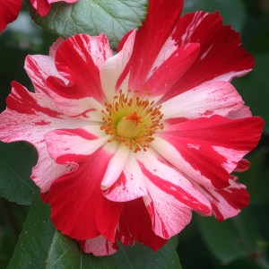 Fourth Of July Climbing Rose (Adobe Topaz Bloom)